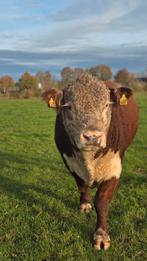 mooi ontwikkelde fokstier Hereford, Dieren en Toebehoren, Mannelijk