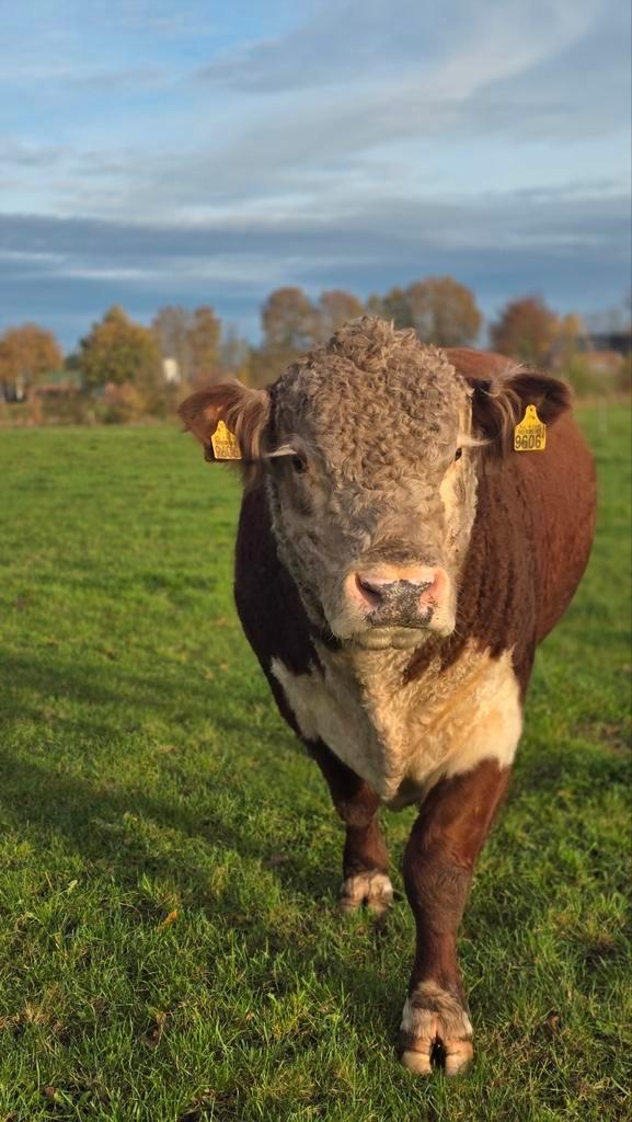 mooi ontwikkelde fokstier Hereford, Dieren en Toebehoren, Runderen, Mannelijk