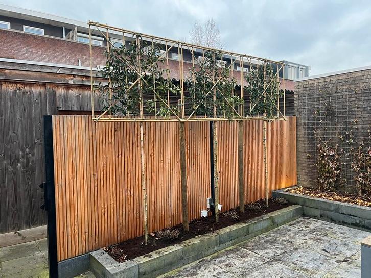 Glansmispel, Lei Portugese laurier, AANPLANT SERVICE!, Tuin en Terras, Planten | Bomen, Ophalen of Verzenden