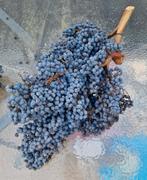 Mooie grote en kleine dadeltakken voor decoratie., Huis en Inrichting, Ophalen, Zo goed als nieuw