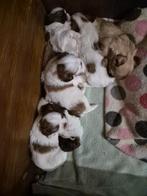 Shih zhu puppy.s geboren, Dieren en Toebehoren, Overige rassen, 8 tot 15 weken, Meerdere, Meerdere dieren
