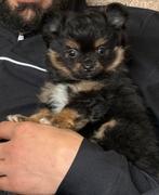 Chihuahua pup te koop (zeer kleine chihuahua), Dieren en Toebehoren, Honden | Chihuahua's en Gezelschapshonden, Parvo, Reu, 8 tot 15 weken
