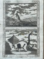 1780 Kangoeroe en Maucauco 1780 Kapitein Cook, Antiek en Kunst, Ophalen of Verzenden