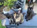 Maine Coons kittens de laatste 1poezen, Dieren en Toebehoren, Meerdere dieren, Ontwormd, 0 tot 2 jaar