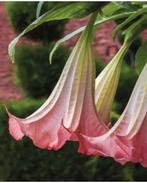 Brugmansia Datura Pink Delight - Engelentrompet grote kuip, Ophalen of Verzenden, Overige soorten, Volle zon
