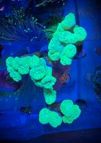 Caulastrea Koraal, Vis, Zoutwatervis