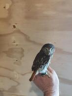 Braziliaanse dwerg uil 2025, Dieren en Toebehoren, Geslacht onbekend, Roofvogel