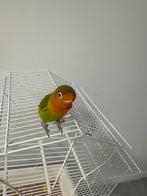 Agapornis papegaai, Dieren en Toebehoren, Mannelijk, Dwergpapegaai of Agapornis, Tam