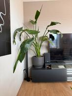 Strelitzia Nicolai + Zwarte Pot (160-170cm), Ophalen, Overige soorten, Halfschaduw, In pot
