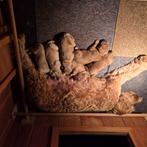 6 prachtige medium Labradoodle puppy’s , in huis opgegroeid, Dieren en Toebehoren, Reu, 8 tot 15 weken, Meerdere, Middel