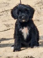 Leuke boomer reu bijna 14 weken, 8 tot 15 weken, Eén hond, Nederland, Particulier
