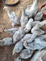 Prachtige isabel brahmas halfvolwassen zuivere lijn, Dieren en Toebehoren, Pluimvee, Mannelijk, Kip