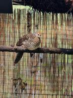 Lady Amherst Fazanten, Dieren en Toebehoren, Meerdere dieren, Overige soorten