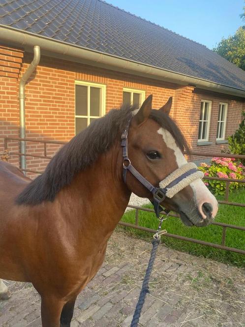 Prachtige Welsh A hengst Welsh merrie sportpony, Dieren en Toebehoren, Pony's, Hengst, Onbeleerd, A pony (tot 1.17m), Tuigpony
