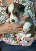 Prachtige Border Collie/Kooiker pups te koop, Dieren en Toebehoren, Honden | Niet-rashonden, CDV (hondenziekte), 8 tot 15 weken
