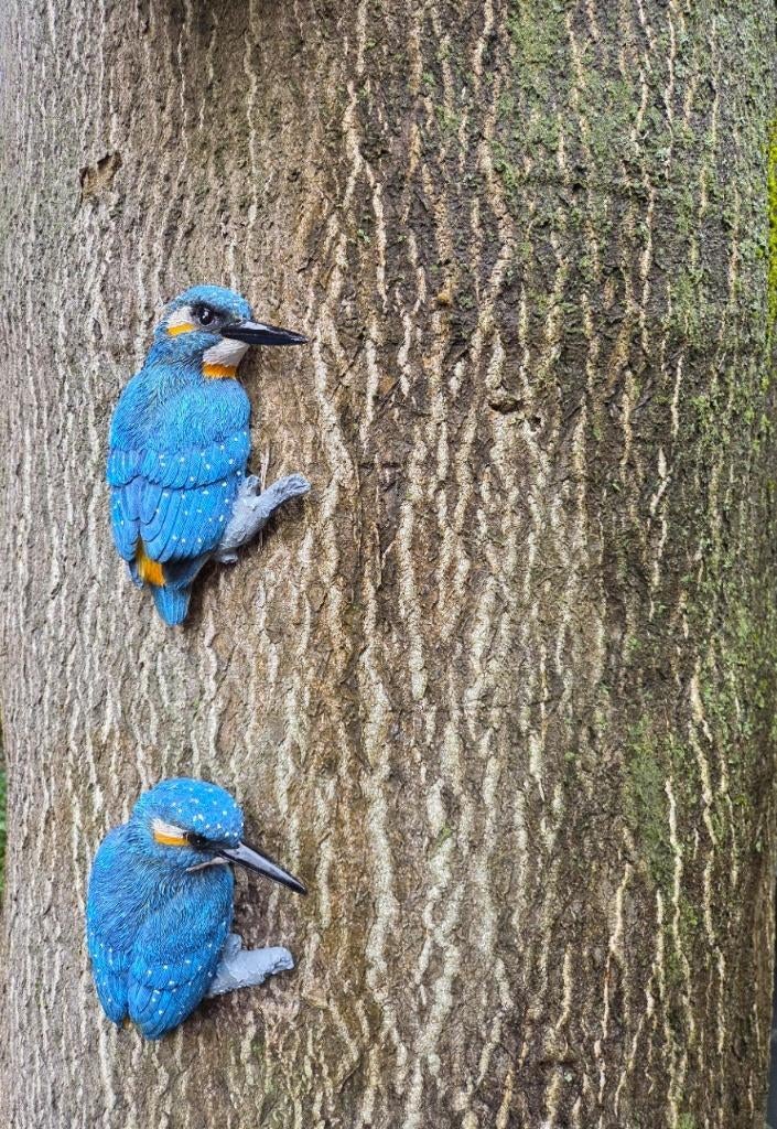 IJSVOGEL - THE BEAUTY, Ophalen of Verzenden, Nieuw