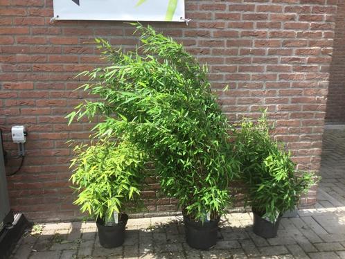 Fargesia Nitida Gansu, niet woekerende bamboe!!!, Tuin en Terras, Planten | Tuinplanten, Vaste plant, Overige soorten, Volledige schaduw
