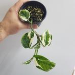 Epipremnum aureum N'joy Variegata hanging kamerplant, Ophalen