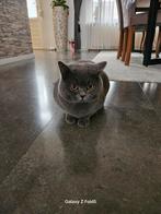 Britse korthaar kat, Kater, Ontwormd