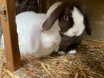 2 konijnen incl alle toebehoren, Dieren en Toebehoren, Konijnen, Meerdere dieren, 3 tot 5 jaar