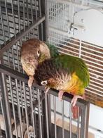 Pyrrhura kweekkoppel, Dieren en Toebehoren, Vogels | Parkieten en Papegaaien, Meerdere dieren, Parkiet, Geringd