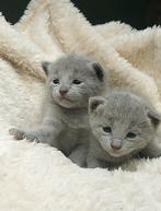 Blauwe rus kittens met Stamboom., Dieren en Toebehoren, Katten en Kittens | Raskatten | Korthaar, Kater