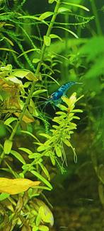 ACTIE! Black/Blue Sapphire OE uitgeselecteerd, zeldzaam, Kreeft, Krab of Garnaal, Zoetwatervis, Schoolvis