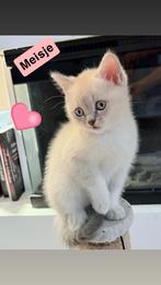 Knuffelige Britse Kortharen 4 poesjes en 3 katers, Dieren en Toebehoren, Katten en Kittens | Raskatten | Langhaar, Meerdere dieren