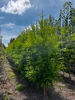 Diverse bomen, Tuin en Terras, Planten | Bomen, Ophalen of Verzenden, Zomer, Volle zon, Overige soorten