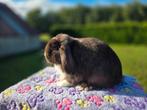 Raszuivere choco vm minilop ram, Dieren en Toebehoren, Konijnen, Mannelijk, Dwerg, Hangoor, 0 tot 2 jaar
