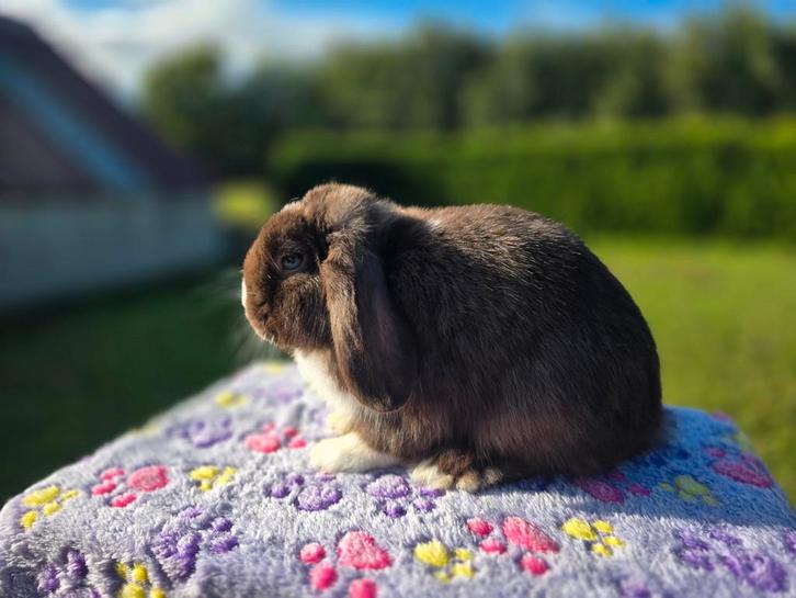 Raszuivere choco vm minilop ram, Dieren en Toebehoren, Konijnen, Dwerg, Mannelijk, 0 tot 2 jaar, Hangoor