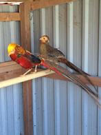 Goudfazanten en Swinhoe fazanten en duiven., Meerdere dieren, Overige soorten