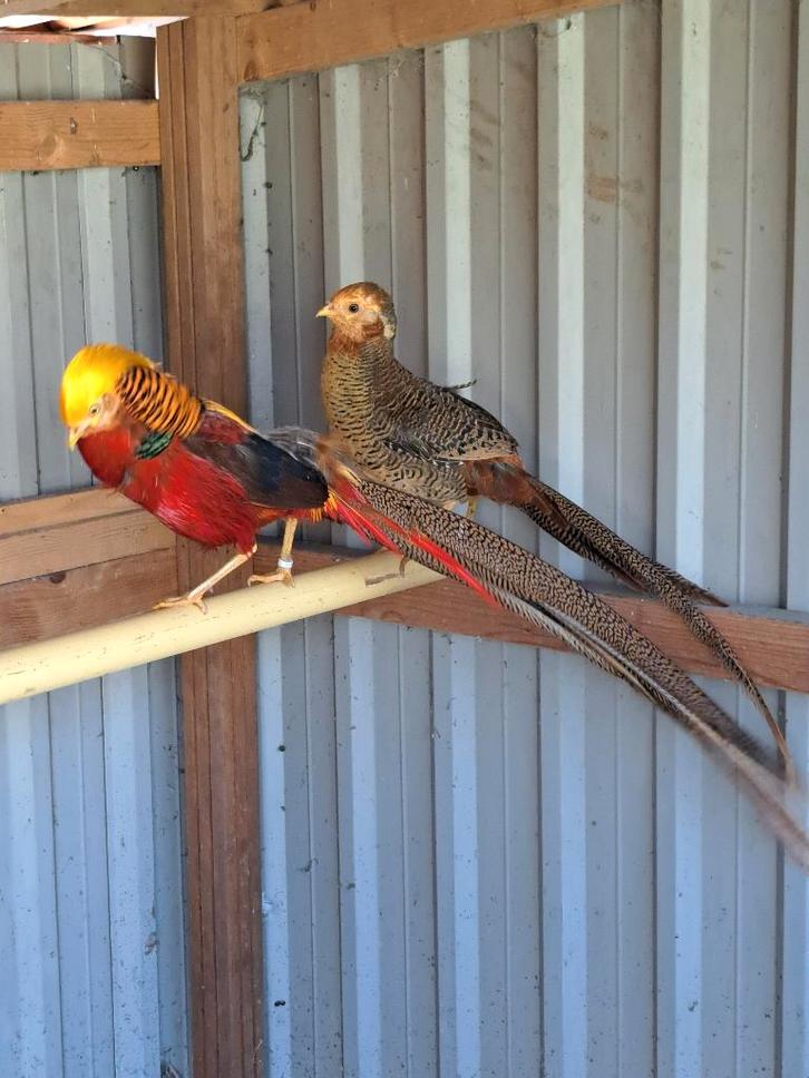 Goudfazanten en Swinhoe fazanten en duiven., Dieren en Toebehoren, Pluimvee, Overige soorten, Meerdere dieren