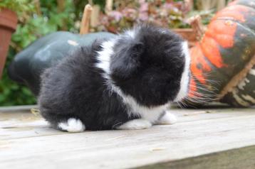 Super gaaf siamese sable split minilop rammetje te koop beschikbaar voor biedingen