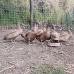Khaki Campbell eenden te koop!, Dieren en Toebehoren, Pluimvee, Meerdere dieren, Eend