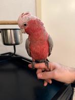 Roze kaketoe, Dieren en Toebehoren, Vogels | Parkieten en Papegaaien, Vrouwelijk, Papegaai, Geringd