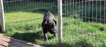 American Bully xl zwarte reu beschikbaar voor biedingen