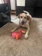 Super leuke hond Kira ter adoptie, Dieren en Toebehoren, Particulier, Rabiës (hondsdolheid), Overige rassen, Buitenland