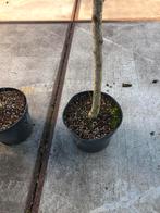 Gingko of Japanse notenboom 180 stam  treur vorm, In pot, Halfschaduw, Overige soorten, Herfst