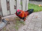 Antwerpse baardkriel, Dieren en Toebehoren, Pluimvee, Meerdere dieren, Kip