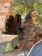 Kuikens kruising zijdehoen en wyandotte kriel + kip, Dieren en Toebehoren, Pluimvee, Meerdere dieren, Kip