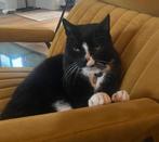 VERMISTE KAT gecastreerd(12jaar), Kat
