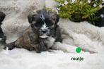 Mooie kleine boomer pups., Dieren en Toebehoren, Honden | Chihuahua's en Gezelschapshonden, Nederland, Overige rassen, 8 tot 15 weken