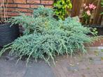 Grote juniperus carpet conifeer bodembedekker jeneverbes, Tuin en Terras, Vaste plant, Bloeit niet, Halfschaduw, Ophalen