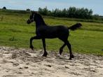 KFPS Hengstveulen grote maat tekoop aangeboden, Dieren en Toebehoren, Paarden, Hengst, 0 tot 2 jaar