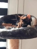 Poezen 2vrouwtjes lapjes en schildpad, Dieren en Toebehoren, Katten en Kittens | Overige Katten, Poes