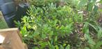 Skimmia Japonica, Tuin en Terras, Planten | Tuinplanten, Vaste plant, Halfschaduw, Lente, Ophalen