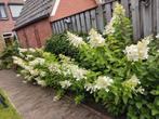 Annabel schapenkop 6 x grote plant, Ophalen of Verzenden, Hortensia, Struik, Minder dan 100 cm