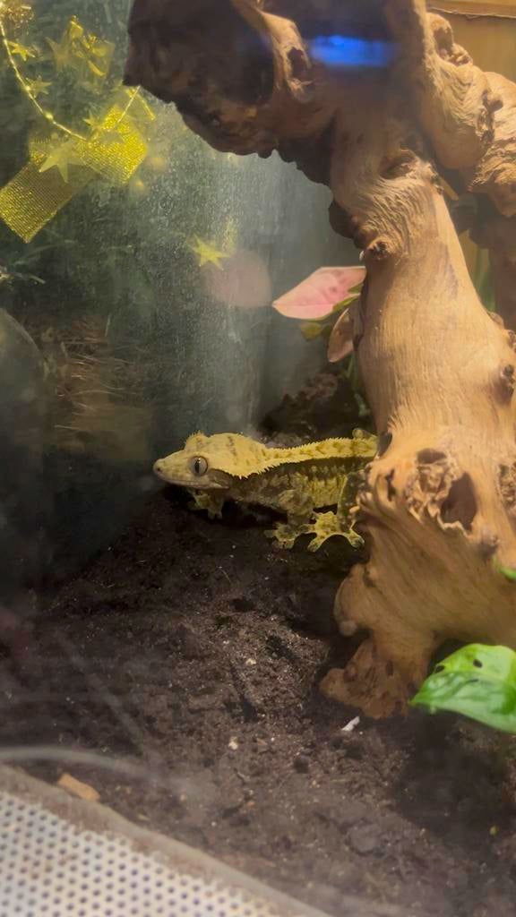 Wimper gekko, Dieren en Toebehoren, Hagedis, Tam, 0 tot 2 jaar