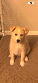 Pomsky pup reu! 💙 mag verhuizen zie beschrijving!!, Parvo, Reu, 8 tot 15 weken, Eén hond